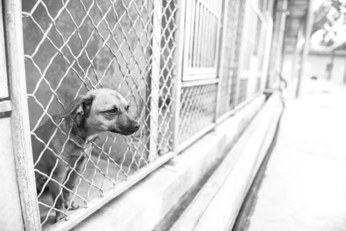 Perra abandonada en un refugio se encontraba muy triste