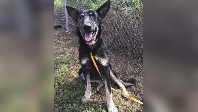 Perra encadenada desde cachorra todavía le sonríe a las personas