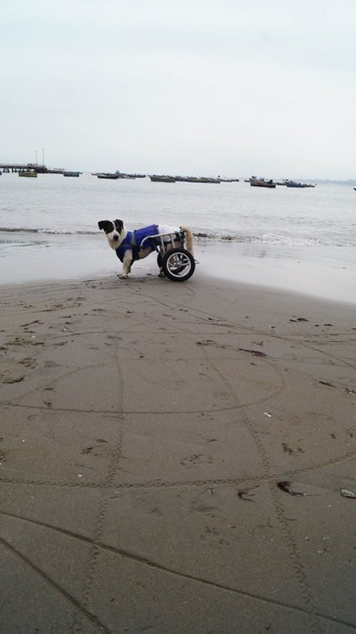 Perro disfruta de la playa