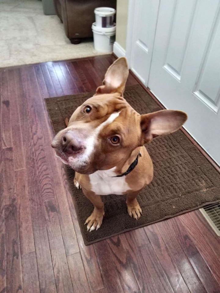 Perro en hogar de acogida