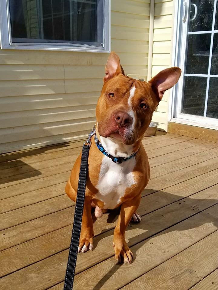 Perro rescatado