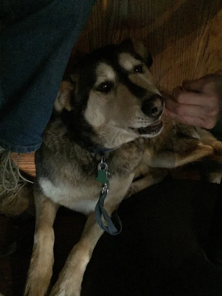 Perro
