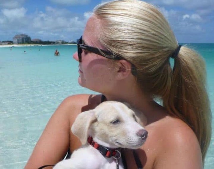 Perros en las islas Perros en las islas