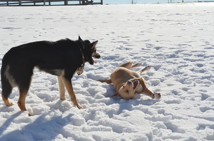 Perros jugando