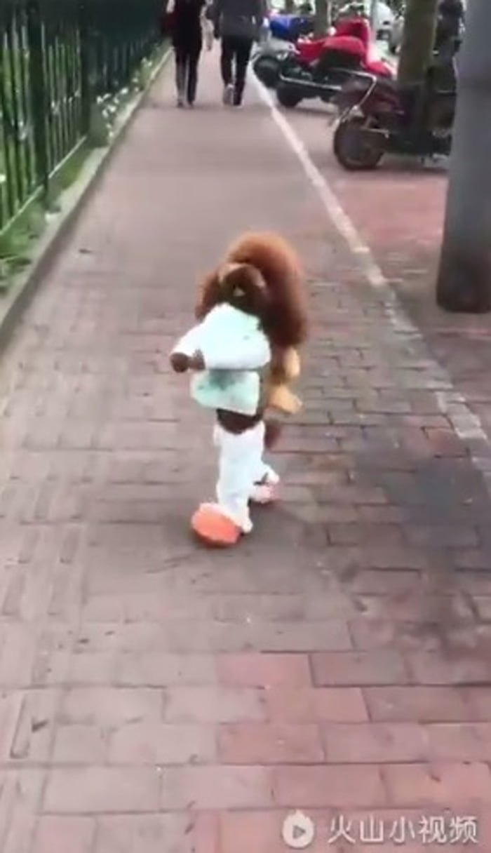 Smol Bean Perros que caminan en dos patas son maltratados
