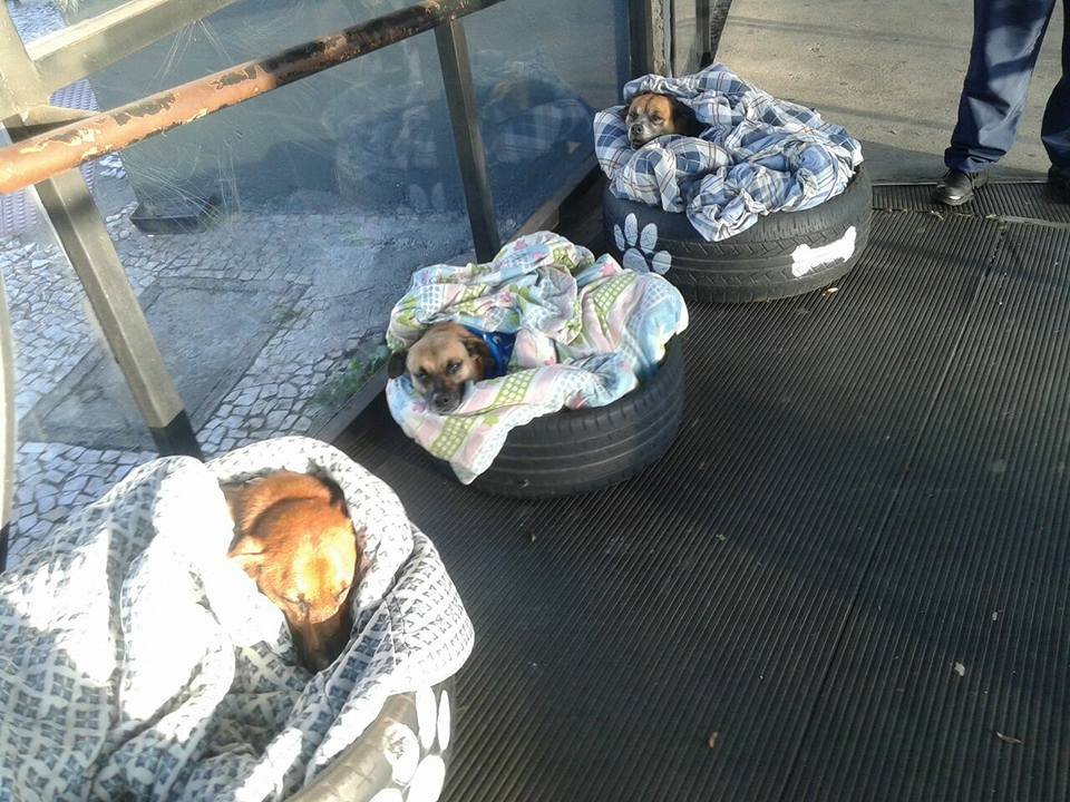 Perros tienen refugio en estación de autobús