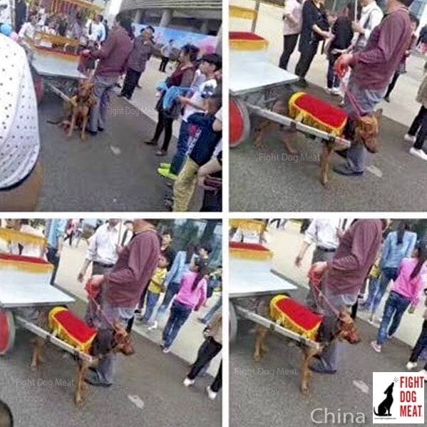 Perros tiran de carros