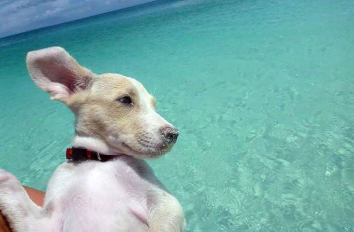 Potcake cachorro Potcake cachorro
