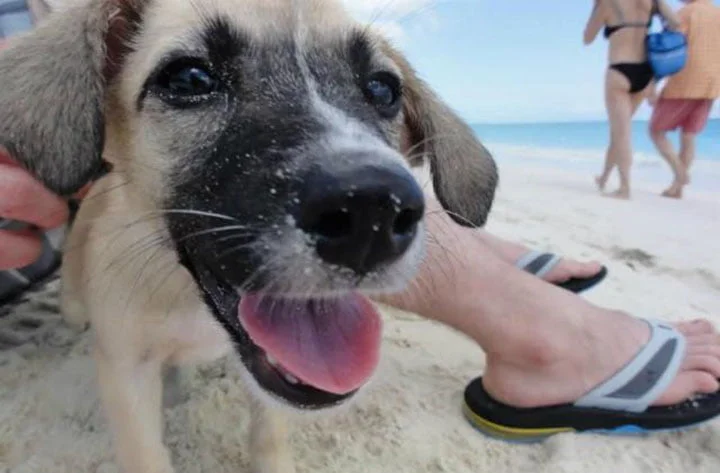 Potcake en adopción