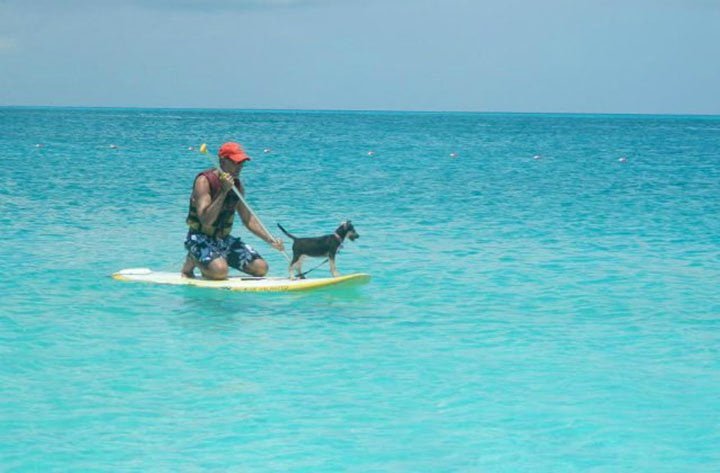 Potcake surfeando Potcake surfeando