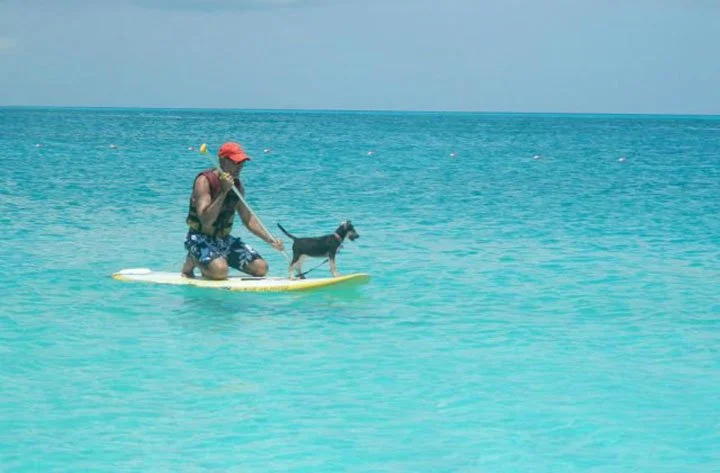 Potcake surfeando