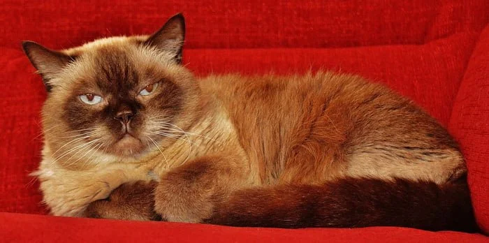 Raza felina British Shorthair. Raza felina British Shorthair.