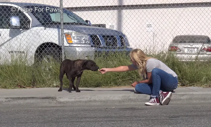 Cassandra Cassandra