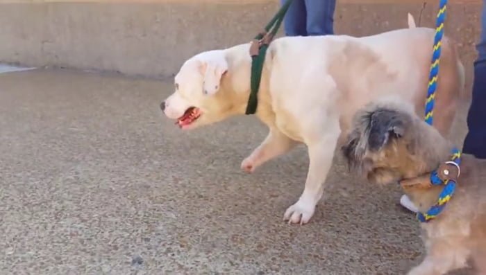 Treya Treya está interactuando con personas y otros perros