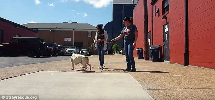 Treya Treya está recibiendo atención veterinaria