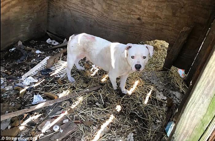 Treya permaneció cinco años encadenada
