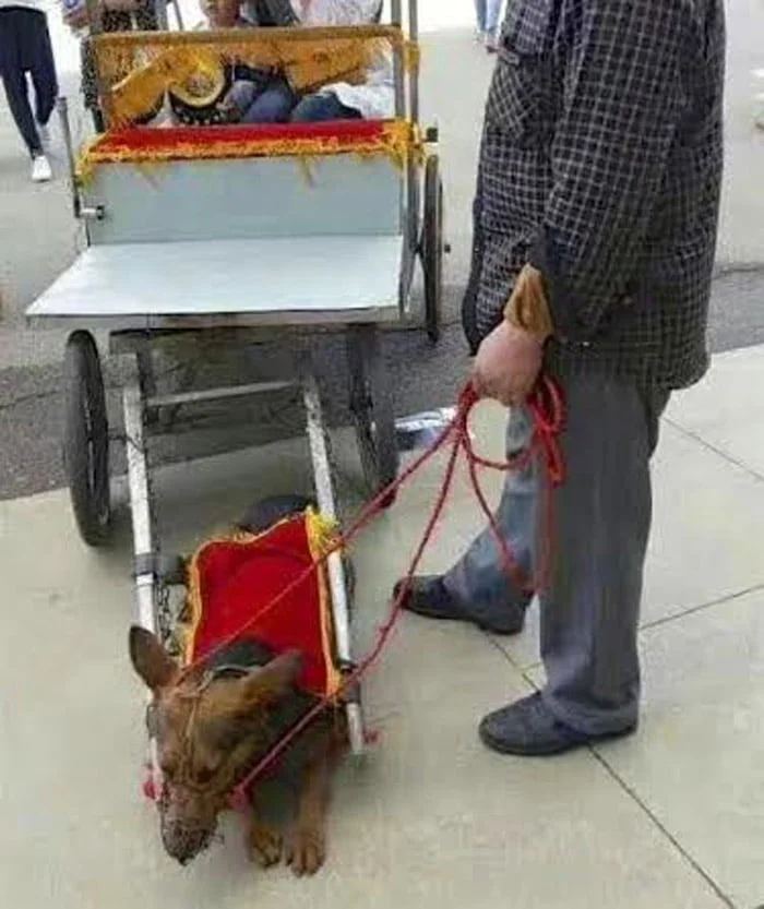 Perros en China
