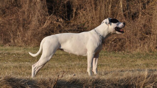 Bulldog americano blanco de pie y de perfil en un campo de hierba seca
