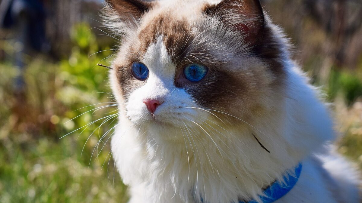 Gato ragdoll de ojos azules con collar azul, sentado al aire libre