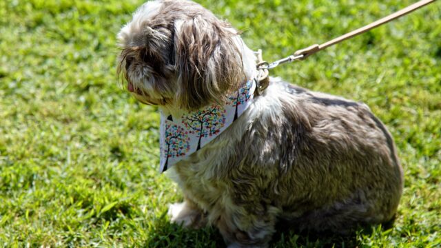 Shih tzu de pelo gris y blanco con pañuelo, de pie sobre el pasto