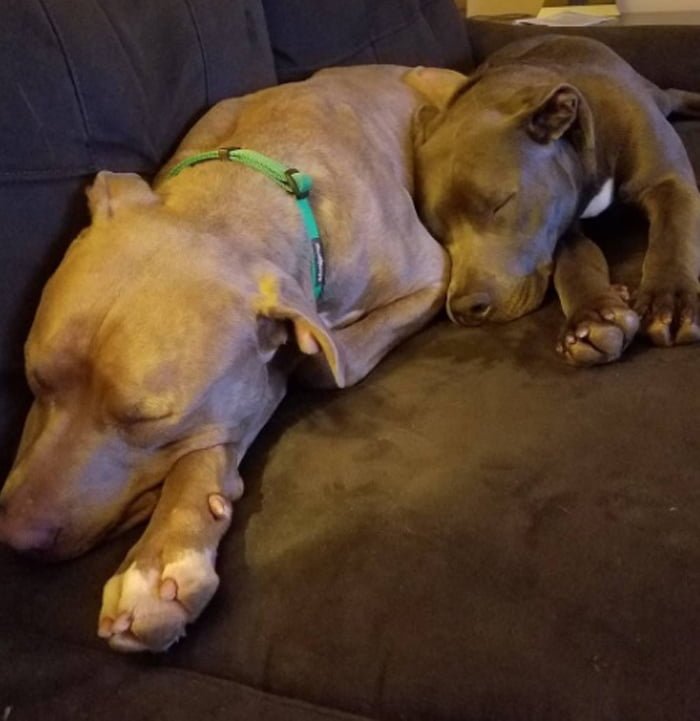 Hank y Gigi. Ahora se llaman Hank y Gigi