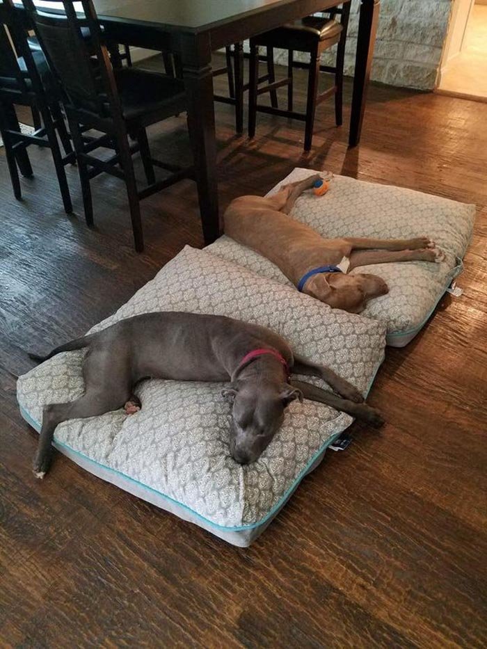 Hank y Gigi Ambos se encuentran mucho mas tranquilos