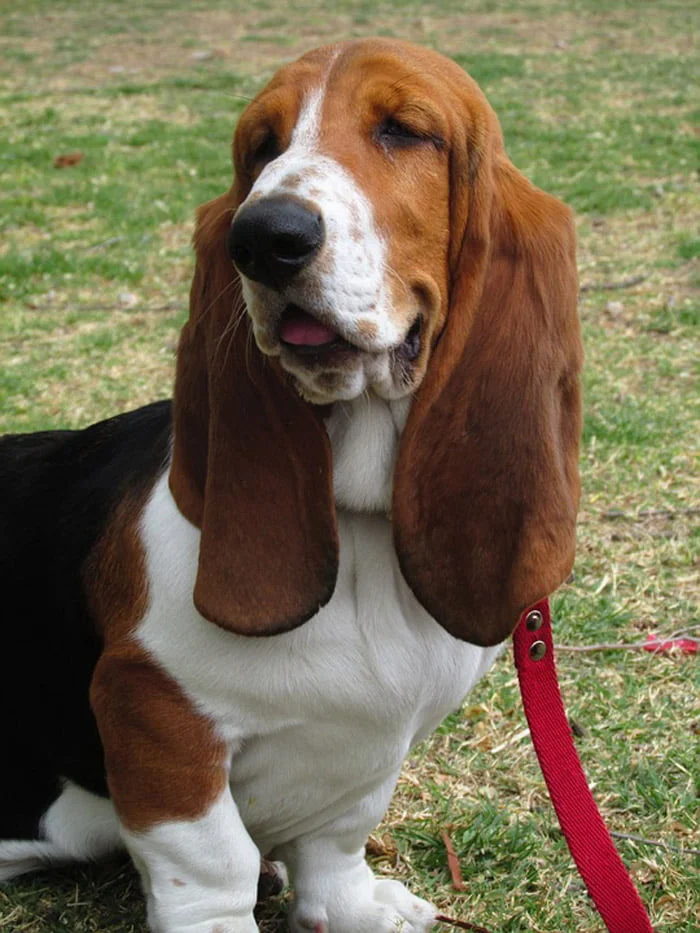 Raza de perro - Basset hound Raza de perro - Basset hound