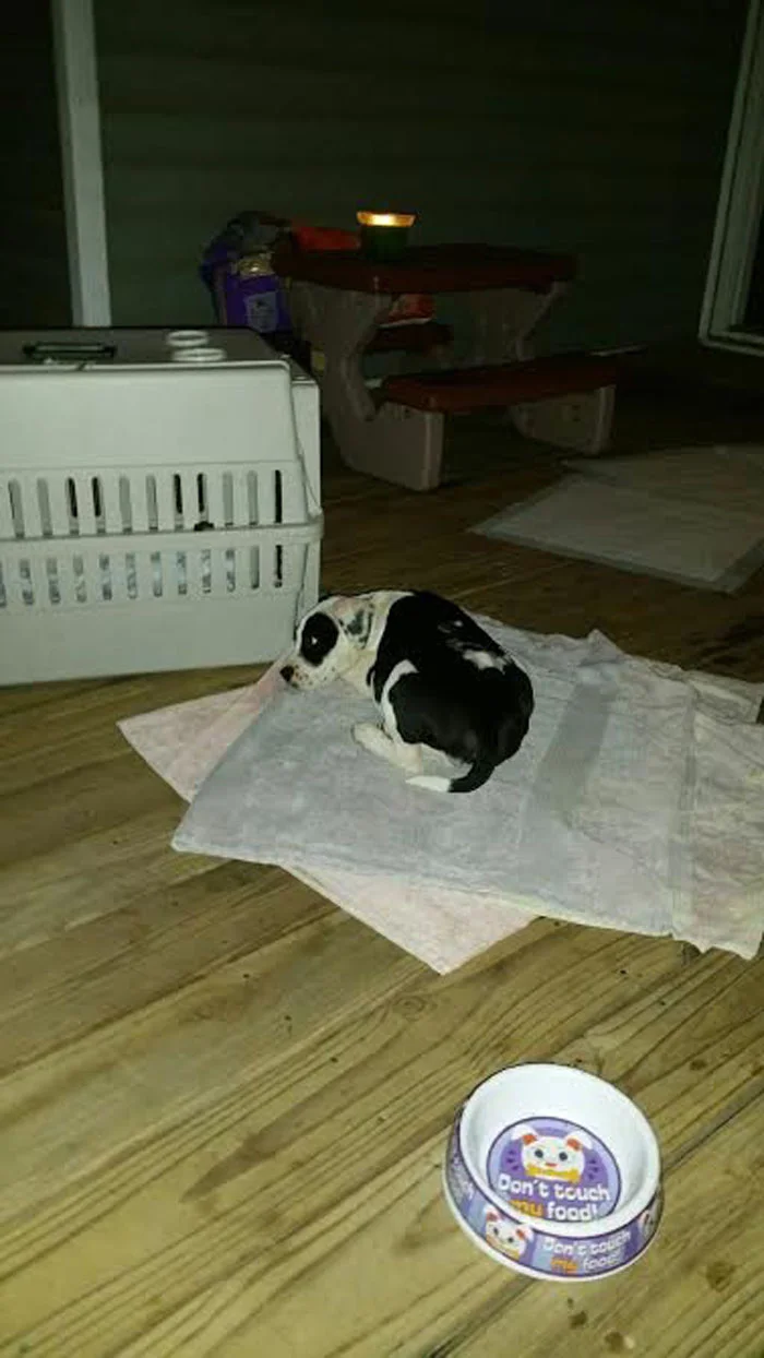 Bridget ahora tiene un hogar para siempre