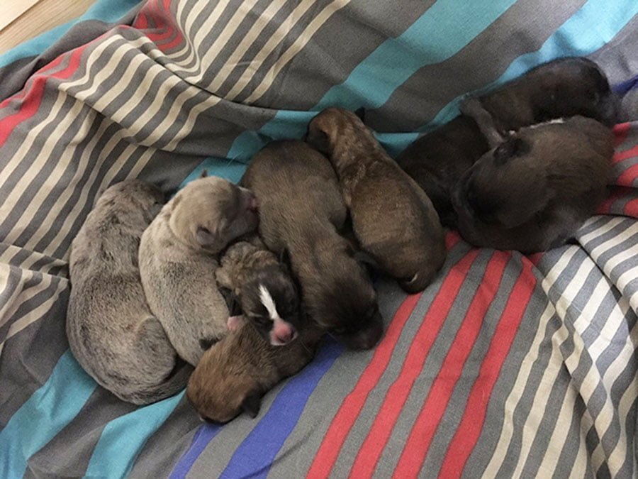 Cachorros