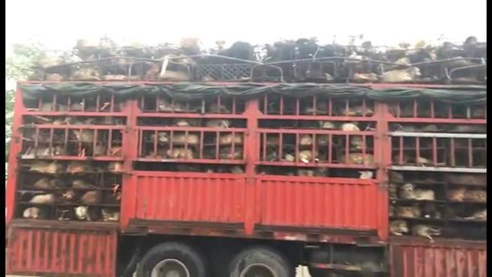 Camión transportaba 800 perros