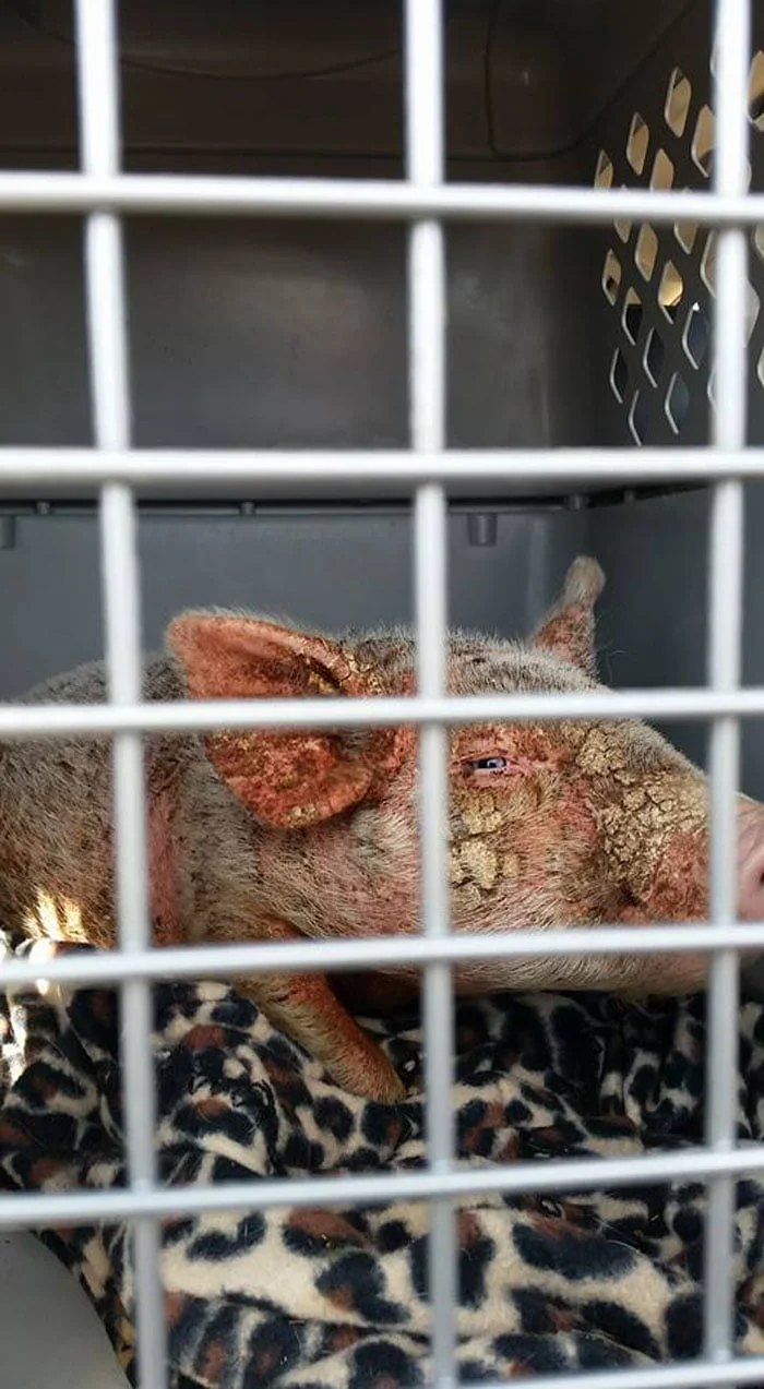 Cherry Blossom fue abandonada en un refugio