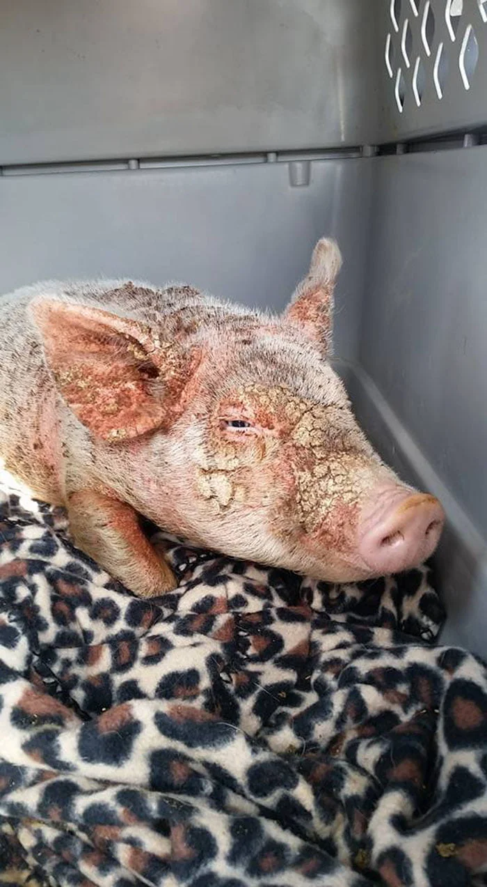 Cherry Blossom sufría de sarna