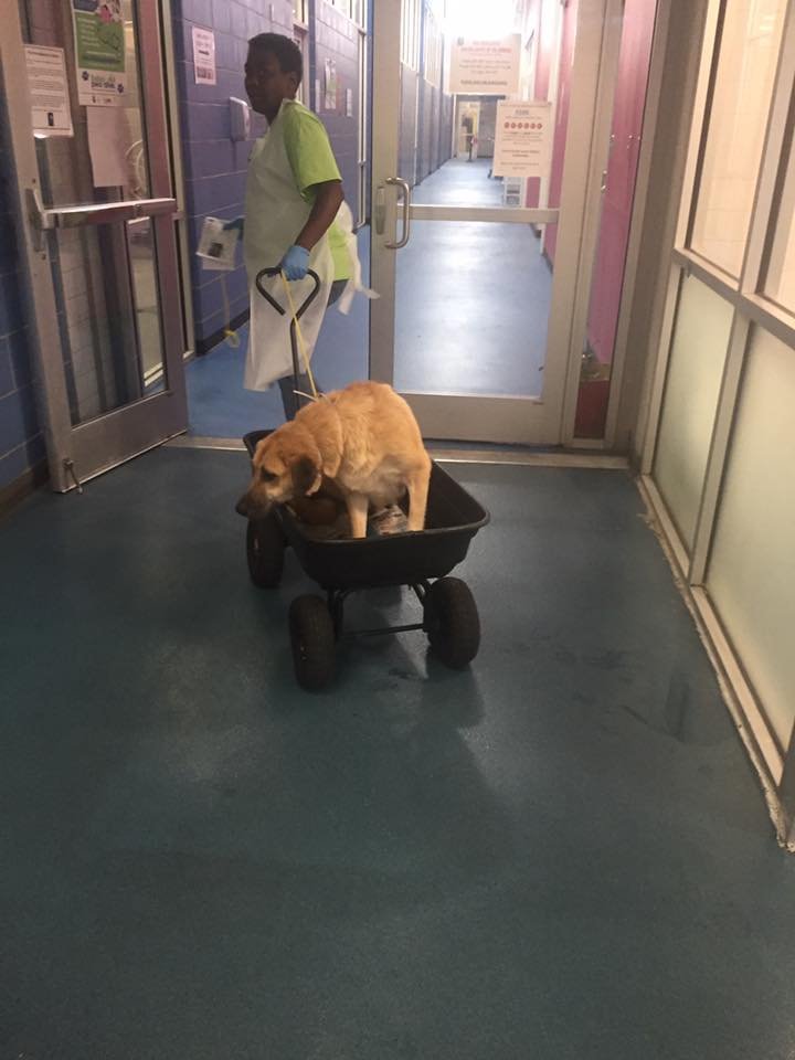 Edessa en el veterinario