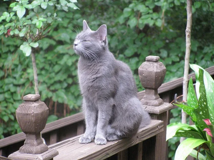 Razas - gato azul ruso