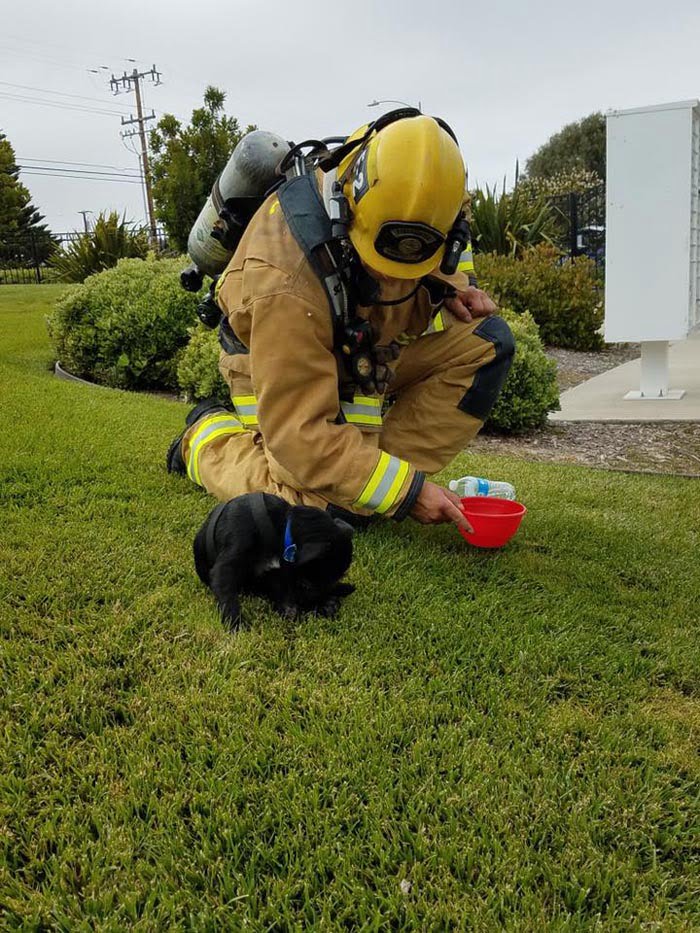 Bomberos corrieron a una casa en llamas para rescatar a un cachorro y lo encontraron con su hocico y patas atadas 5 El pequeño Pooh