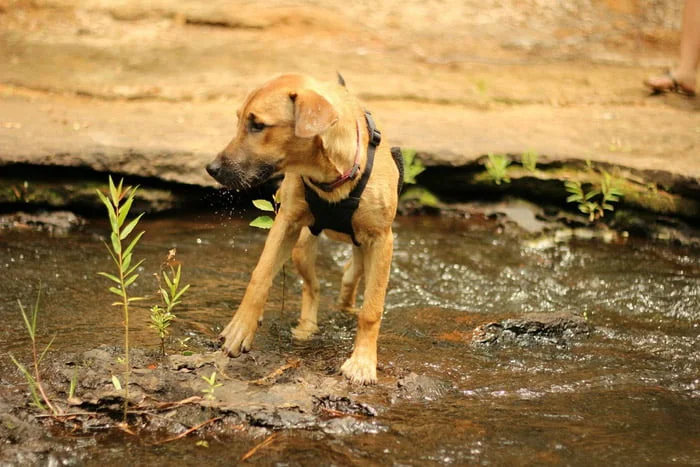Rhodesian Ridgeback El perro Rhodesian Ridgeback