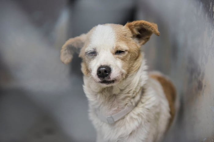 Perrita triste en un refugio apenas puede levantar la cabeza para pedir una caricia 7 Ella tiene 10 años