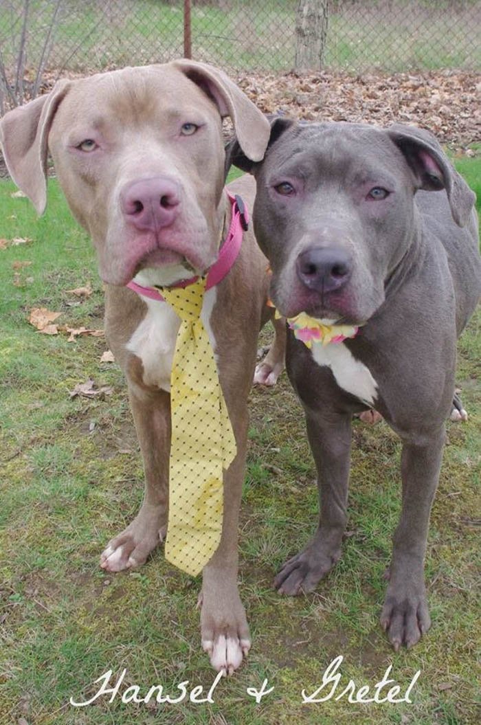 Hansel y Gretel Ellos son inseparables