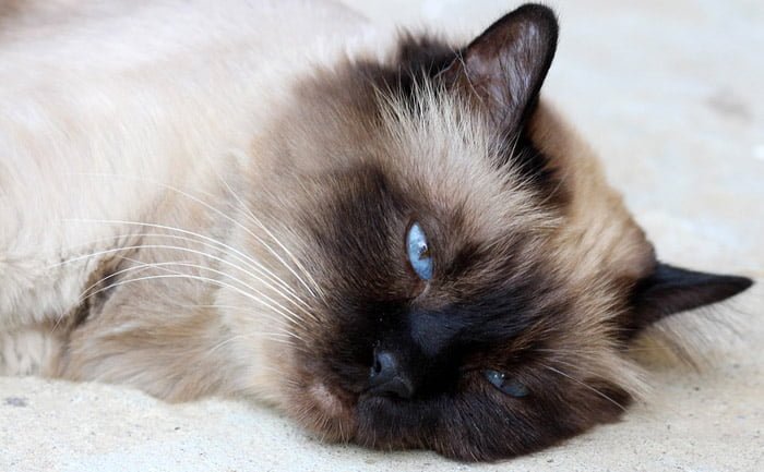 Gato de Birmania Gato de Birmania