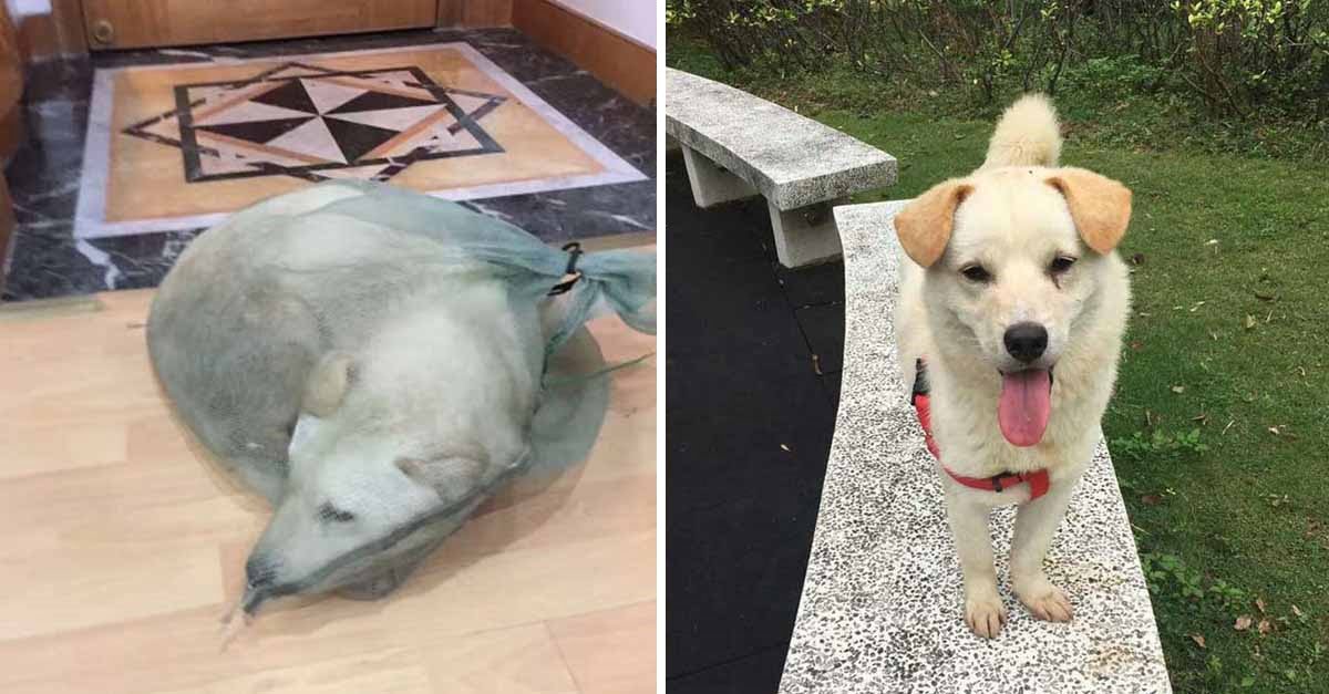 Hombre salvó a un perro que estaban vendiendo para consumir su carne