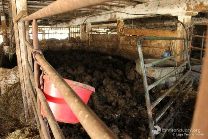 Estas vacas vivían en un granero tan sucio que literalmente se estaban ahogando en su propio estiércol 1 Las condiciones del granero eran pésimas