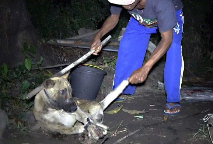 La carne de perro es vendida como pollo a los turistas desprevenidos en la isla de Bali en Indonesia 4 Los perros son cruelmente asesinados