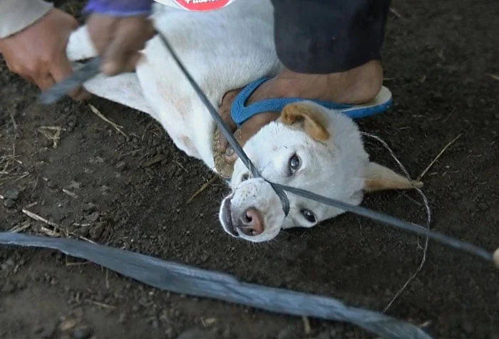 La carne de perro es vendida como pollo a los turistas desprevenidos en la isla de Bali en Indonesia 5 Maltrato animal