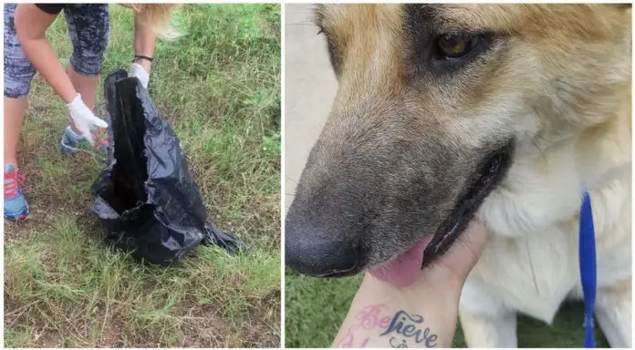 Perra llevaba a su cachorro muerto a todas partes Perra llevaba a su cachorro muerto a todas partes