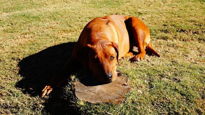 Rhodesian Ridgeback - razas de perros Rhodesian Ridgeback - razas de perros