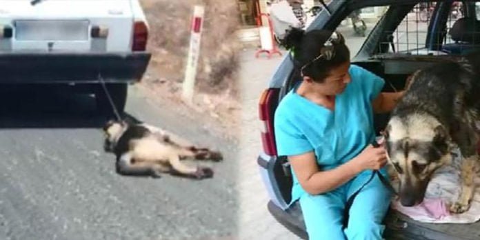 Perro arrastrado por un auto