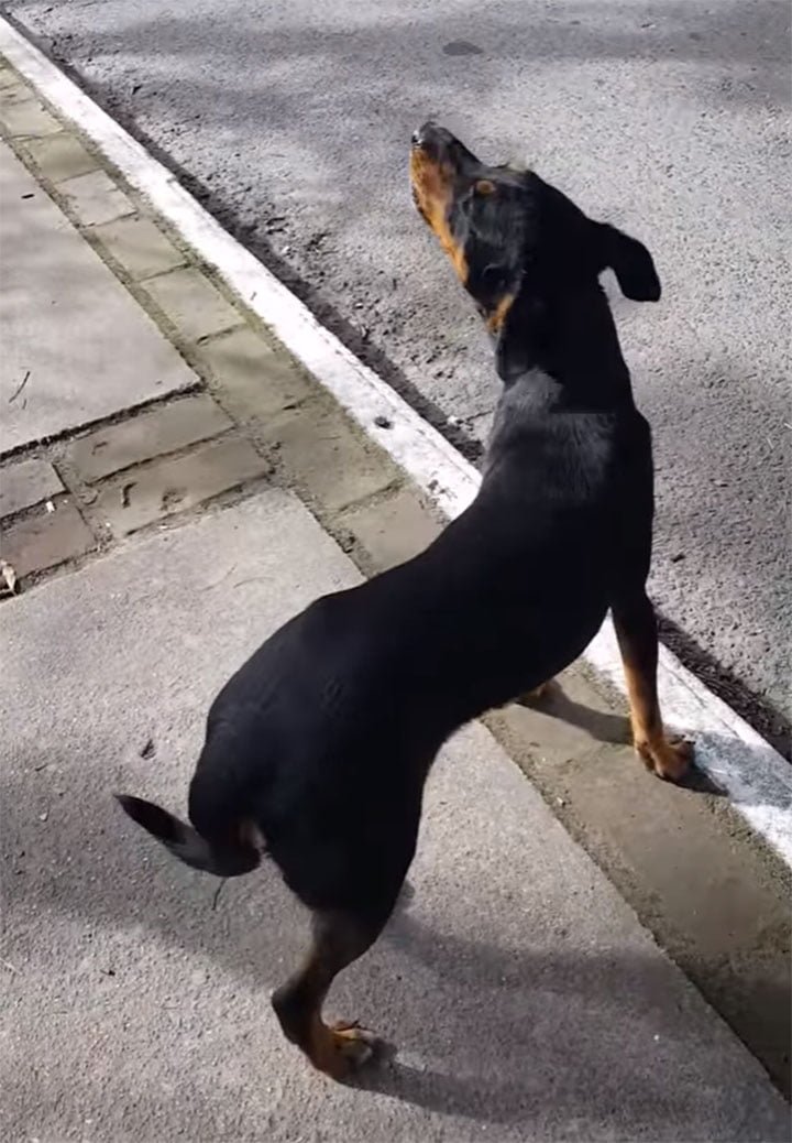 Perro llorando