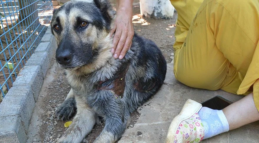 Perro maltratado en Turquía