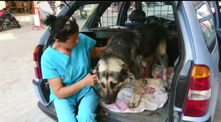Perro maltratado