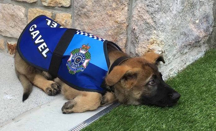 Perro policía expulsado por ser demasiado tierno